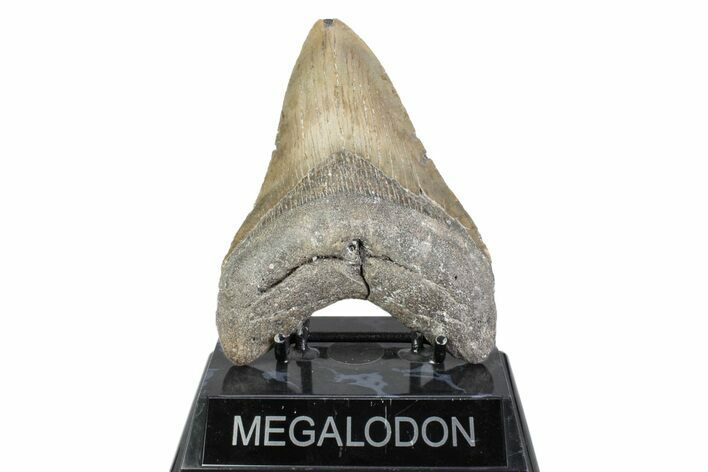 Fossil Megalodon Tooth - North Carolina #384105